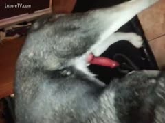 Huskie's devoted owner jerks off his largest dog knob.